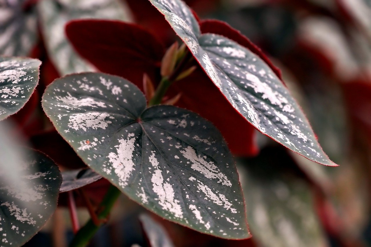 Best Plants for a Low-Water Backyard